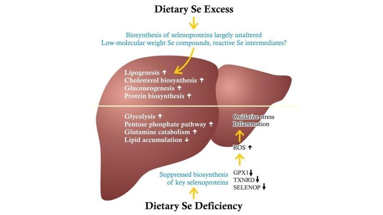 Selenstatus und hepatischer Energiemetabolismus