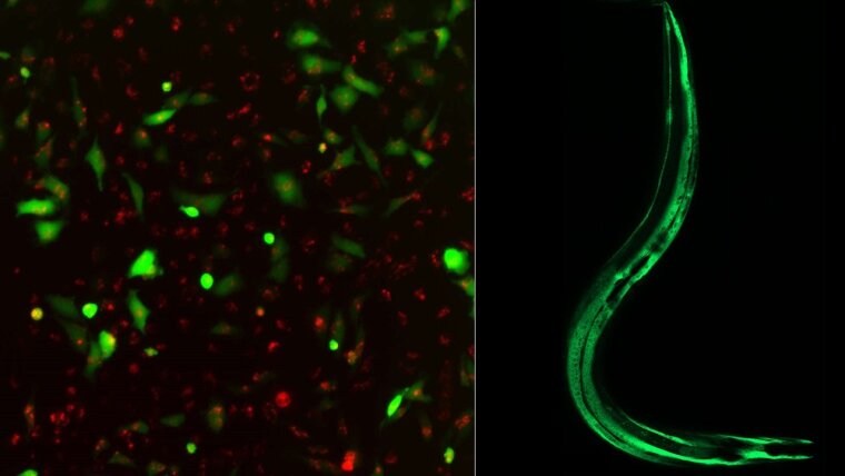 GFP-markiertes SELENBP1 bzw. SEMO-1