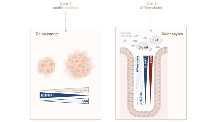 Scheller et al., 2022