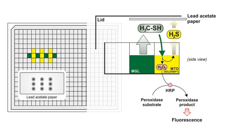 Schema des MTO Assays