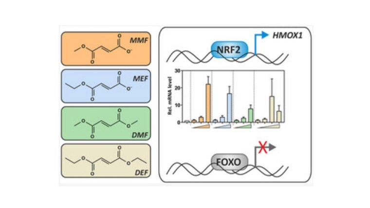 Erler et al., 2024