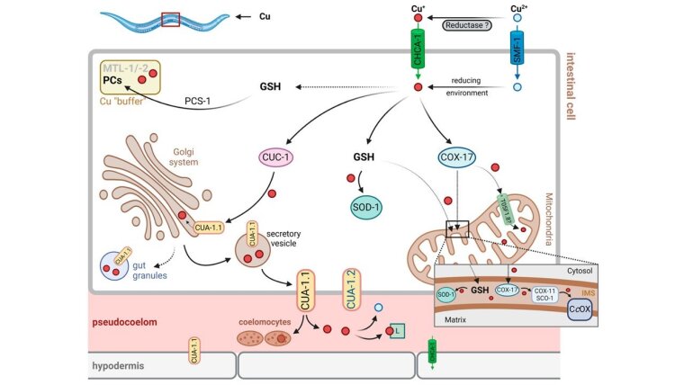 Ohse et al., 2024