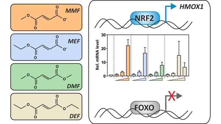 Erler et al., 2024