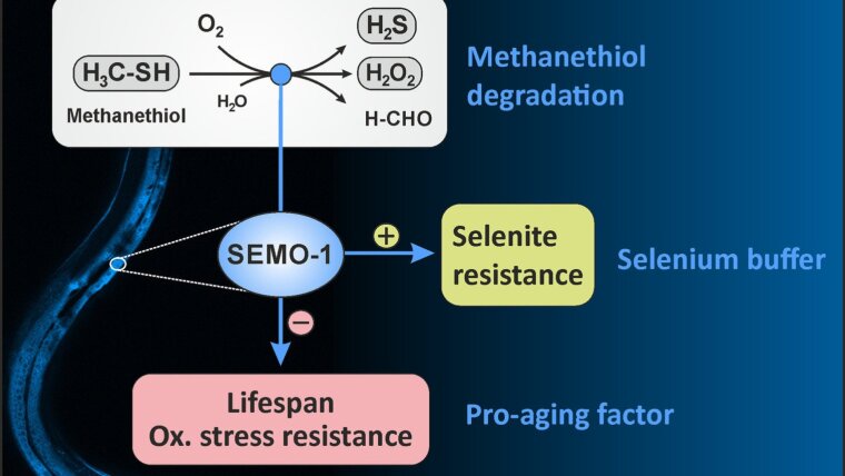 SEMO-1